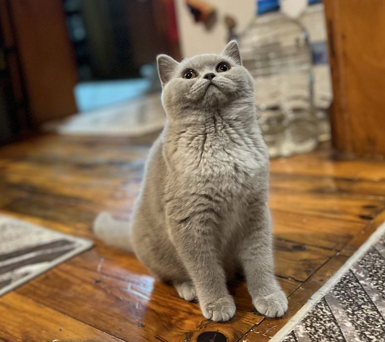 Чистокръвно Британско коте