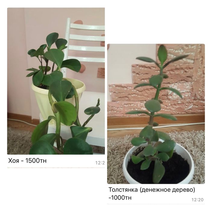 Комнатные цветы в горшках