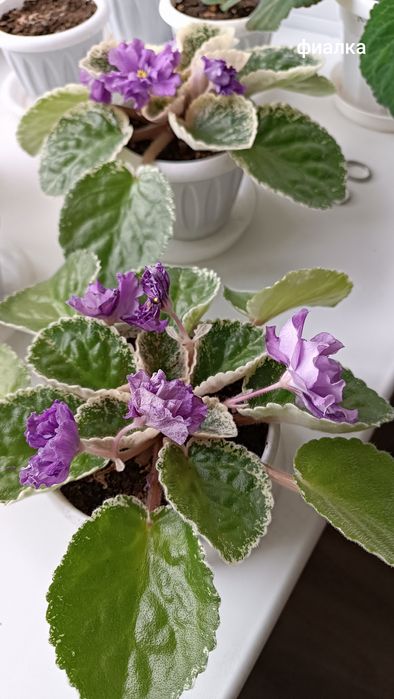 Комнатные растения