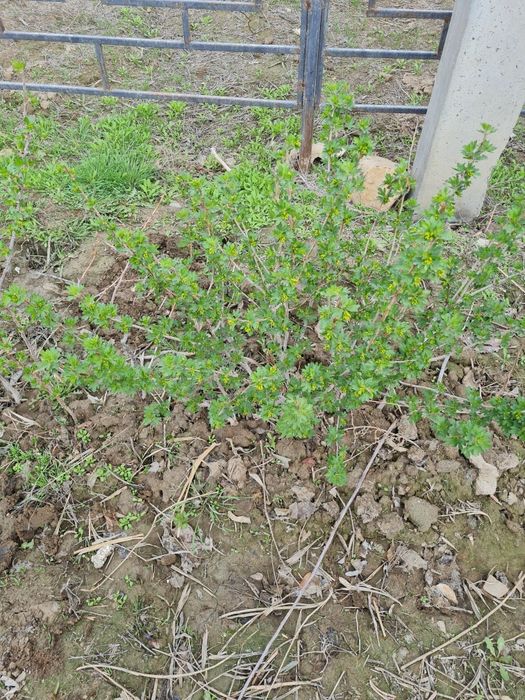 Продам саженцы крыжовников