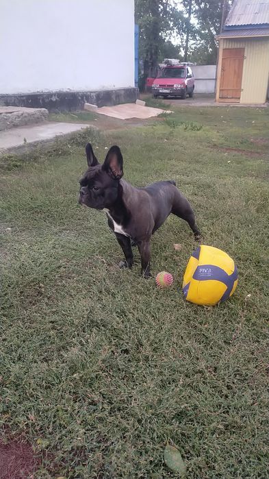 Продам щенков!!!