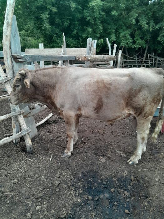 Продам, крупного быка