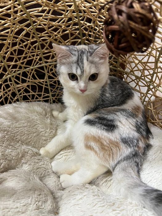 4 oylik mushuk bolalari juda aqilli bir qiz bir ogil