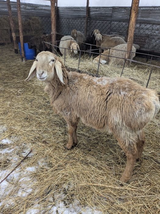 Кочкарик породы Арашан