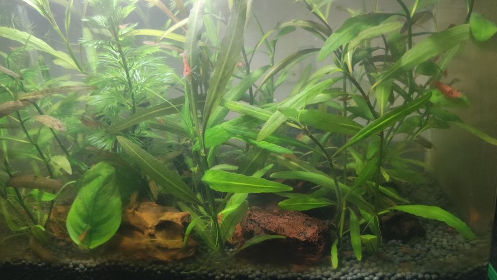 Аквариум с криветками и растениями
