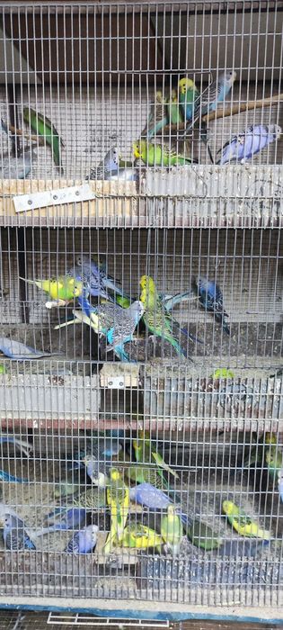 Vând perusi din prima serie (noiembrie)