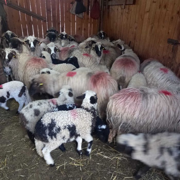 Vand oi detalii la numar