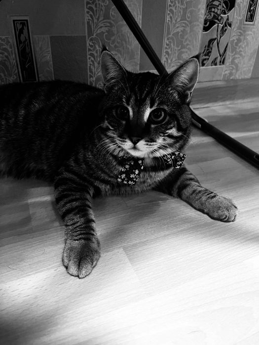 Отдам кошечку и котика даром