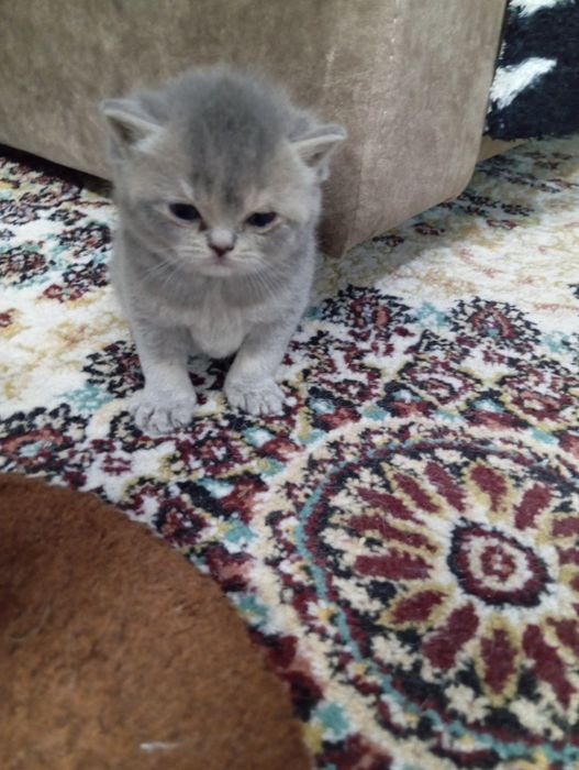 Британские короткошерстные котята