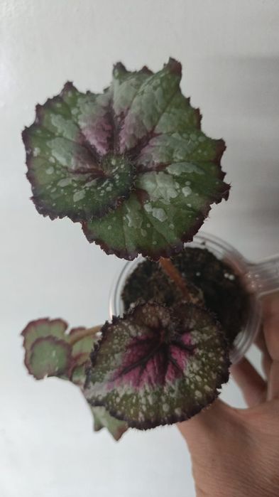 Каталог бегоний Петропавловск