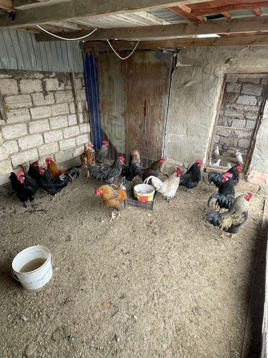 Индоутка курица петух