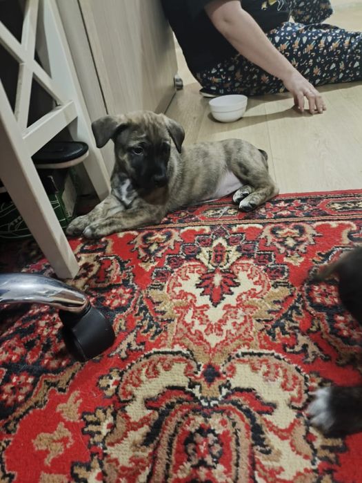 Отдаём щенков стафорда в добрые руки