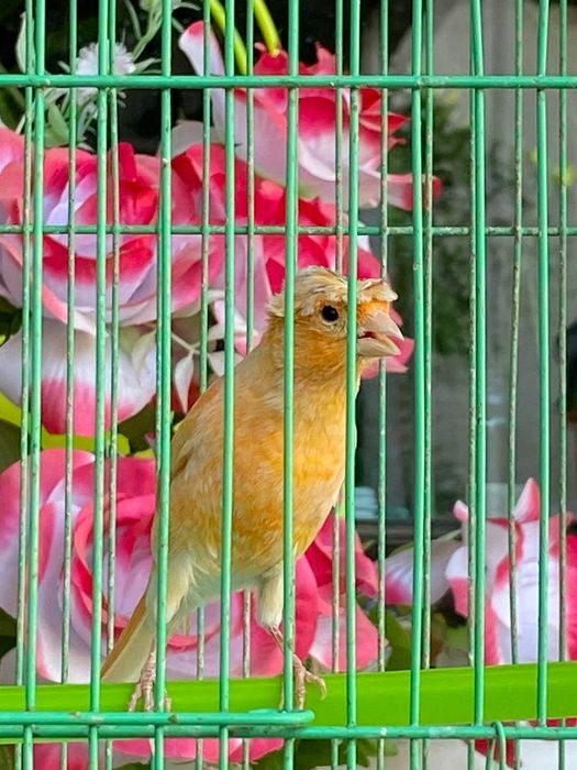 Канарейка шмель продам