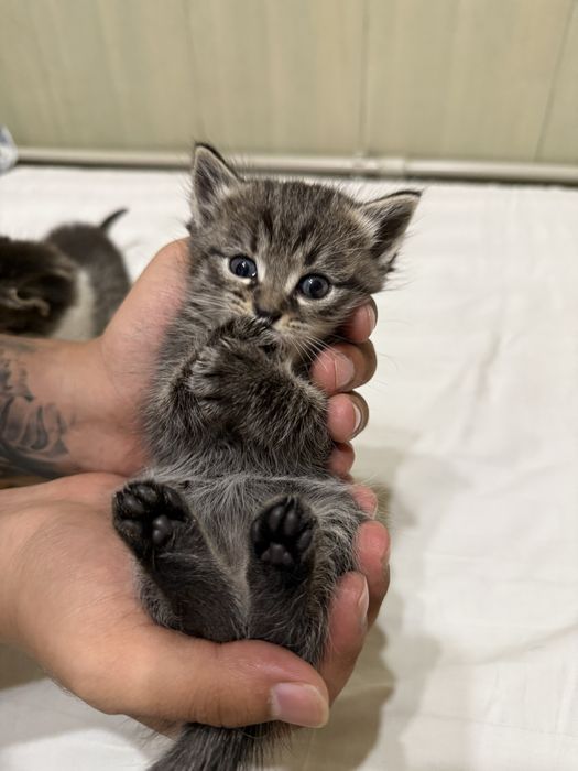 Отдам котят в хорошие руки
