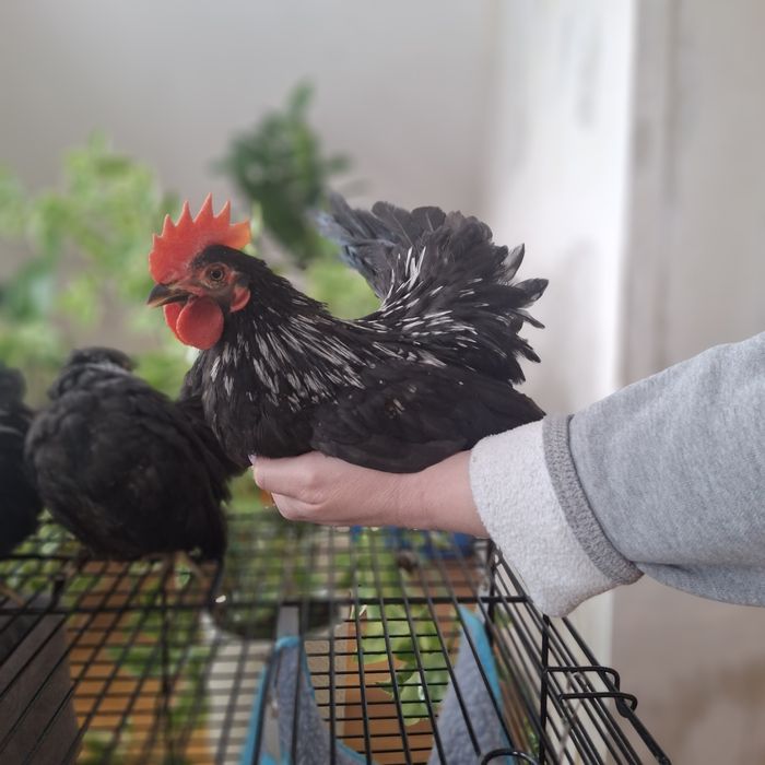 Декоративные курочки шабо