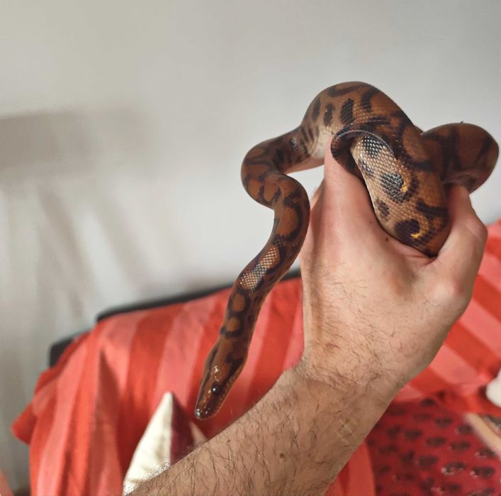 Бразилска дъгова боа