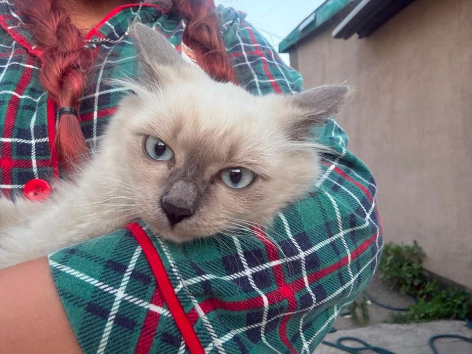 Котёнок девочка