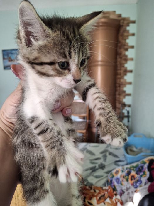 Котята мама Ангорка