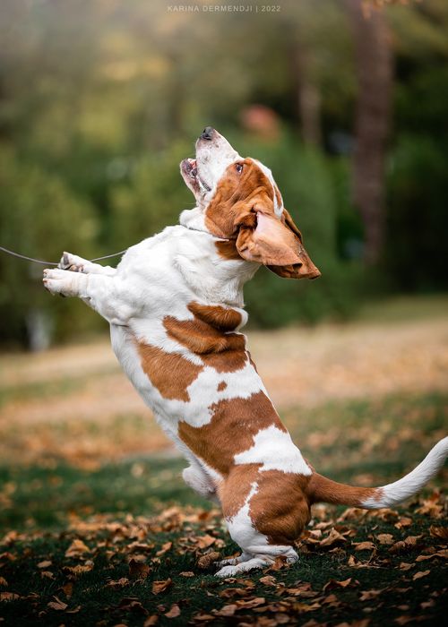 Кобель Бассет хаунда вязка