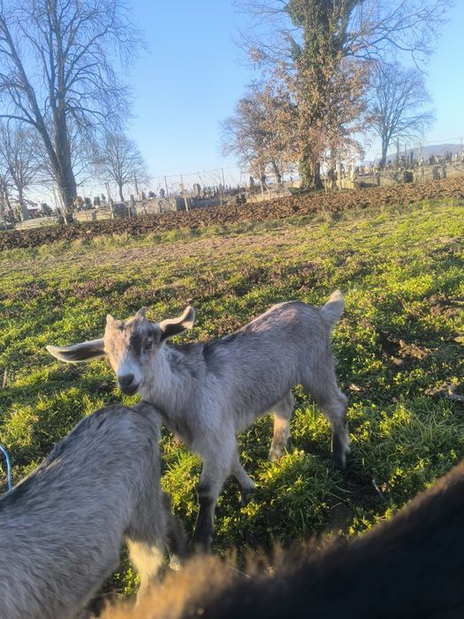 Schimb Tapuc pentru tinut