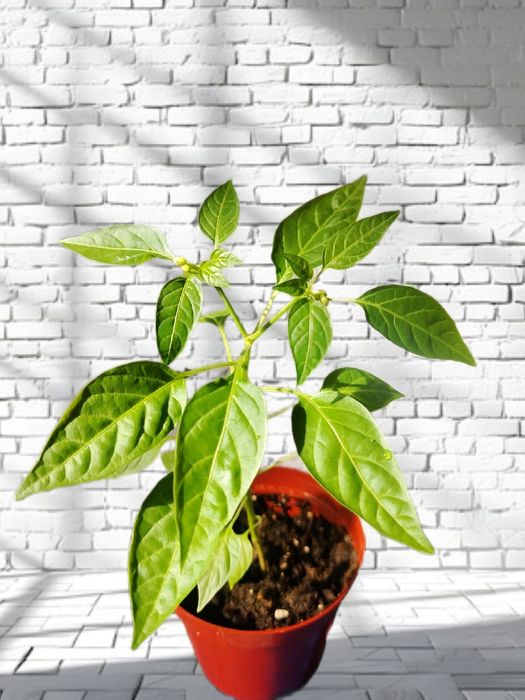 Продам комнатные растения