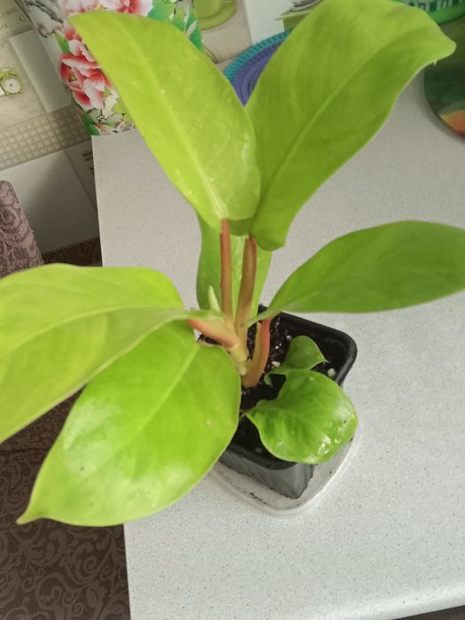 Филодендрон малай голд