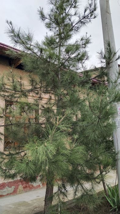 Сосна не молодая