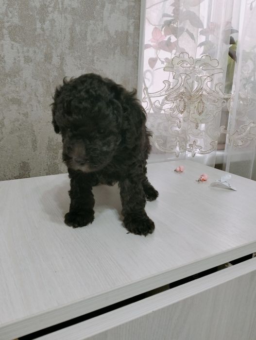 Собака милый друг