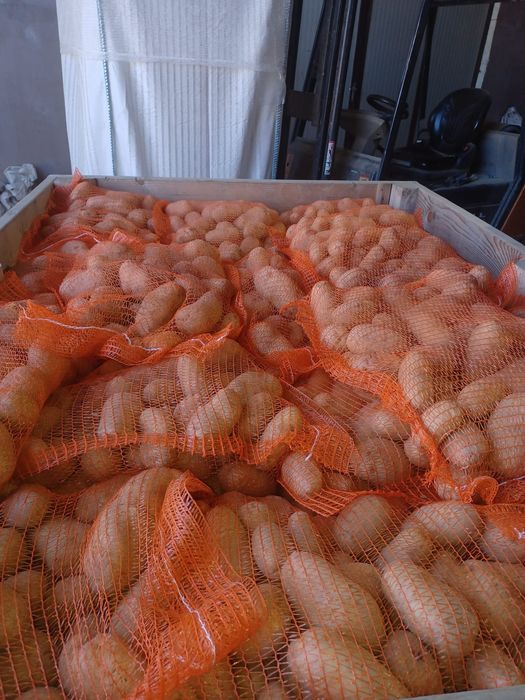 Cartofi albi ambalați la 10 kg saci egalizati