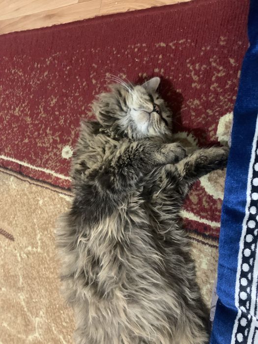 Мысык/котик отдаммм