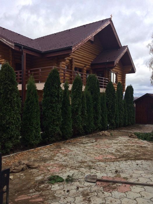 Tuia Smarald / Chiapros Leylandii Gard Viu