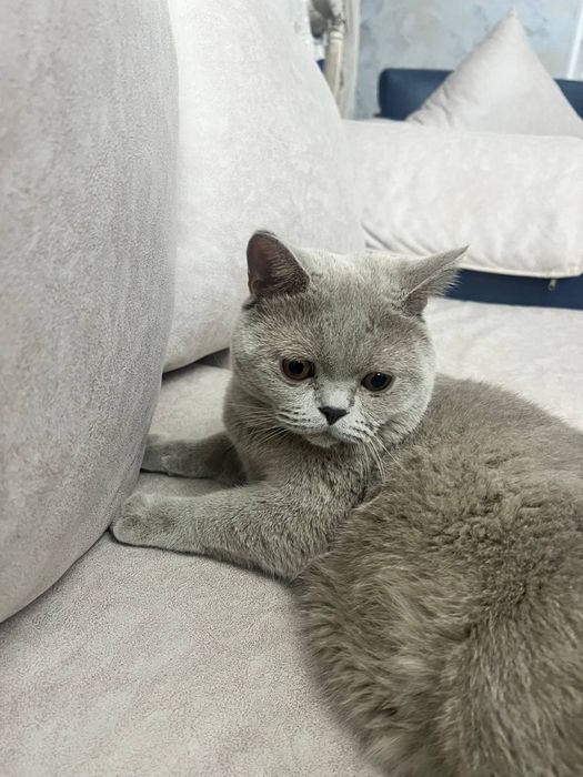 Британский короткошерстный кот для вязки