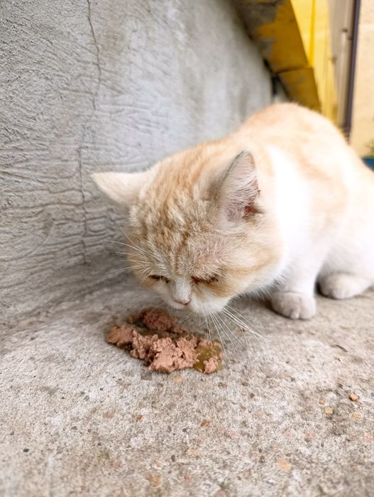 Котик,молодой котик