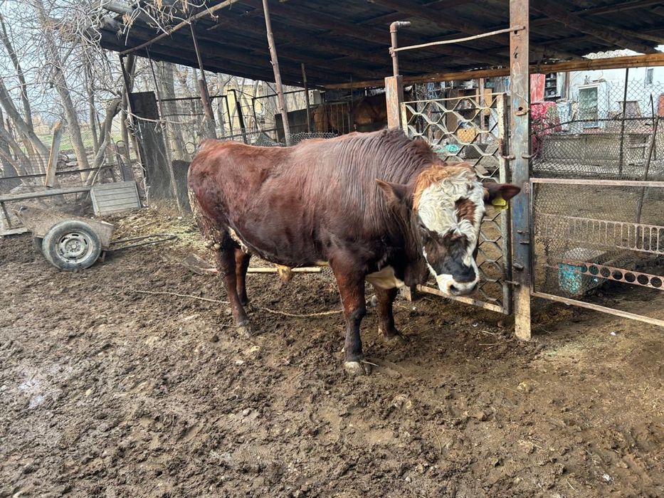 Бұқа сатылады,бордақы.