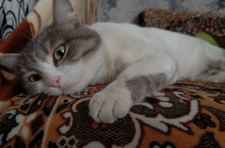 Отдам кошку в добрые руки