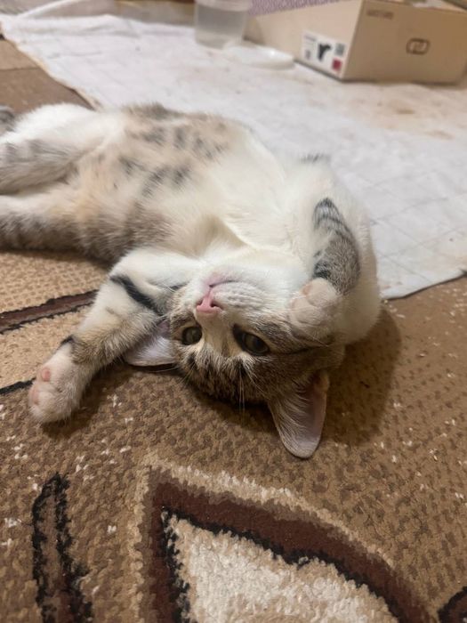 Отдадим в добрые и ответственные руки красивого котёнка