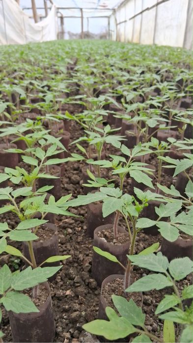 Rasaduri legume si rosii