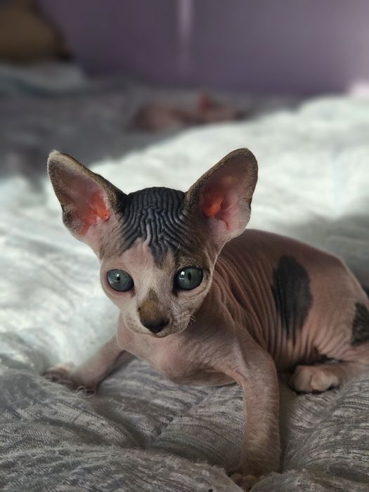Канадский сфинкс девочка