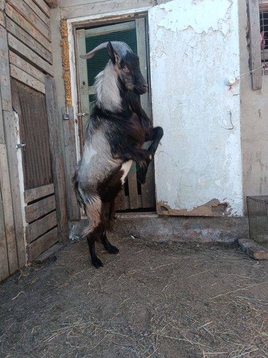 Продам козла альпийского.