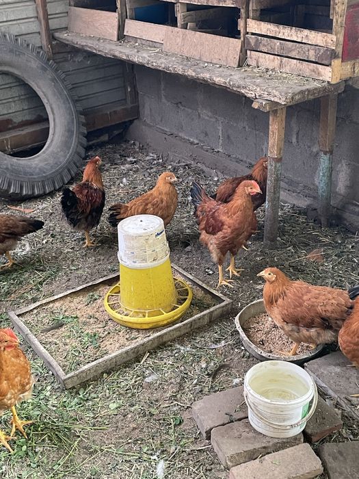 Продам петухов кученской породы