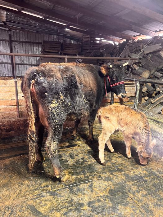 Продам коров с телятами.