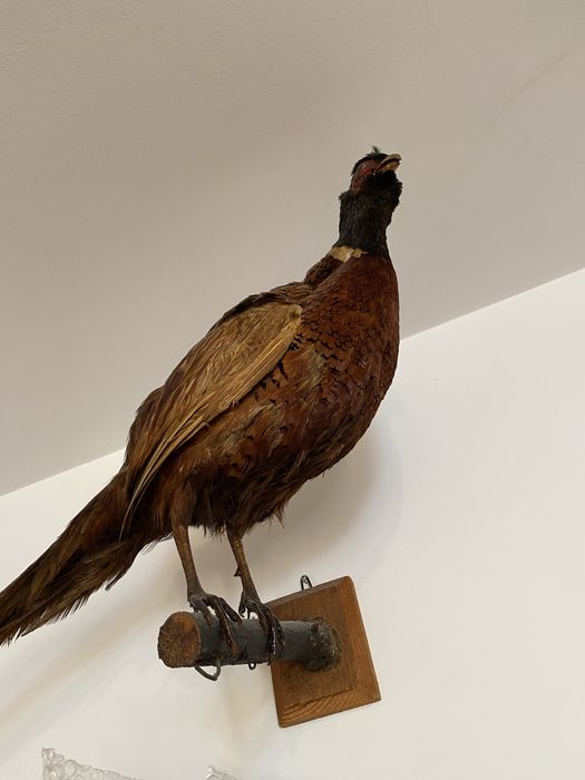 Fazani inpaiati    INPECABILI