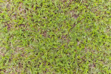 Газон арча декоративные усимоикларга кассаликларни даволаш хизмати