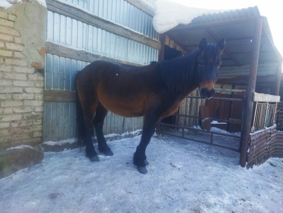 Продам верховую кобылу