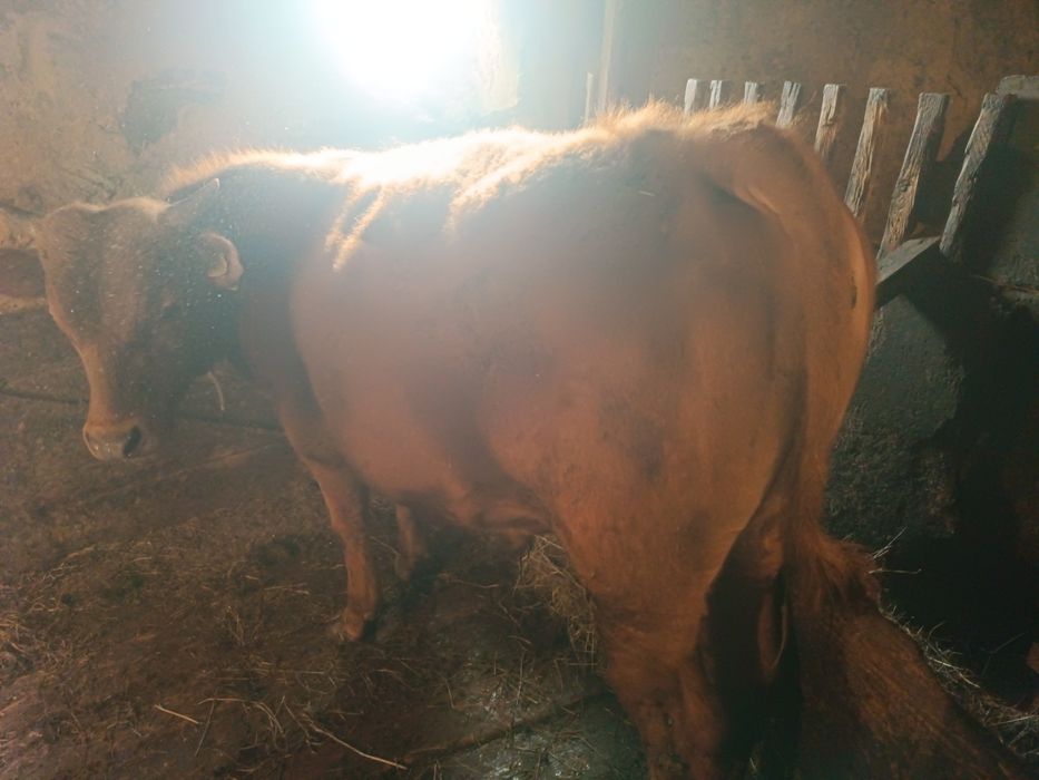 Откормленный бычок