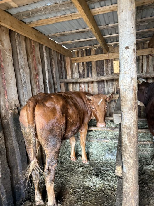 Продам откорм быка и телку