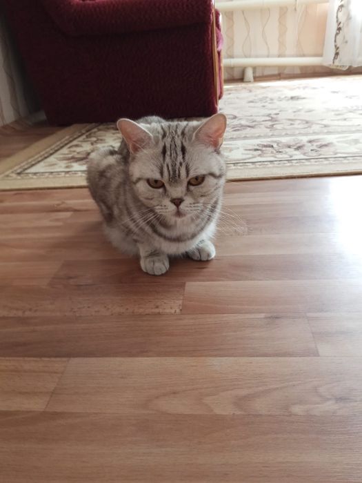 Котята Британцы помесь