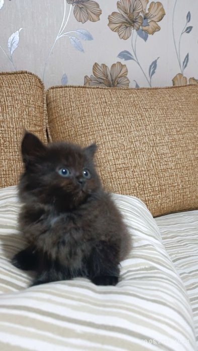 Ах какой котенок!