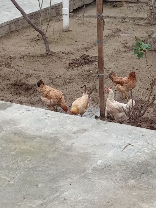 Уй товуклар сотилади