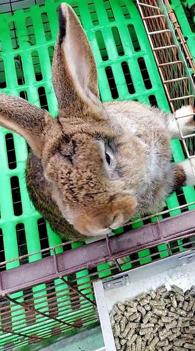 Зайци  5/8  евро